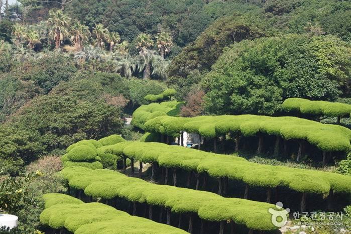 Oedo Botania botanical garden island in Korea, with sculpted trees, blooming flowers and views of the surrounding blue sea