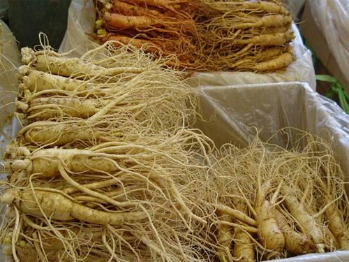 Ganghwa Ginseng Center storefront in Ganghwa-eup with fresh six year old Korean ginseng roots displayed for sale