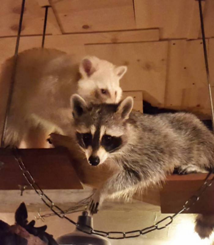 Raccoon Cafe Kkukkune 라쿤카페 꾸꾸네, Korea Restaurant and Cafe